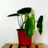 Syngonium-Podophyllum-Plant