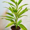 Dracaena-Lemon-Lime-Plant