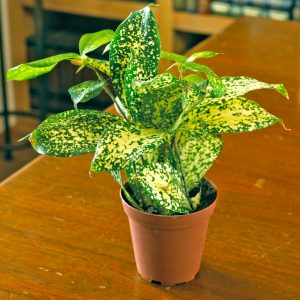 Dracaena-Surculosa-‘Florida Beauty’-Plant