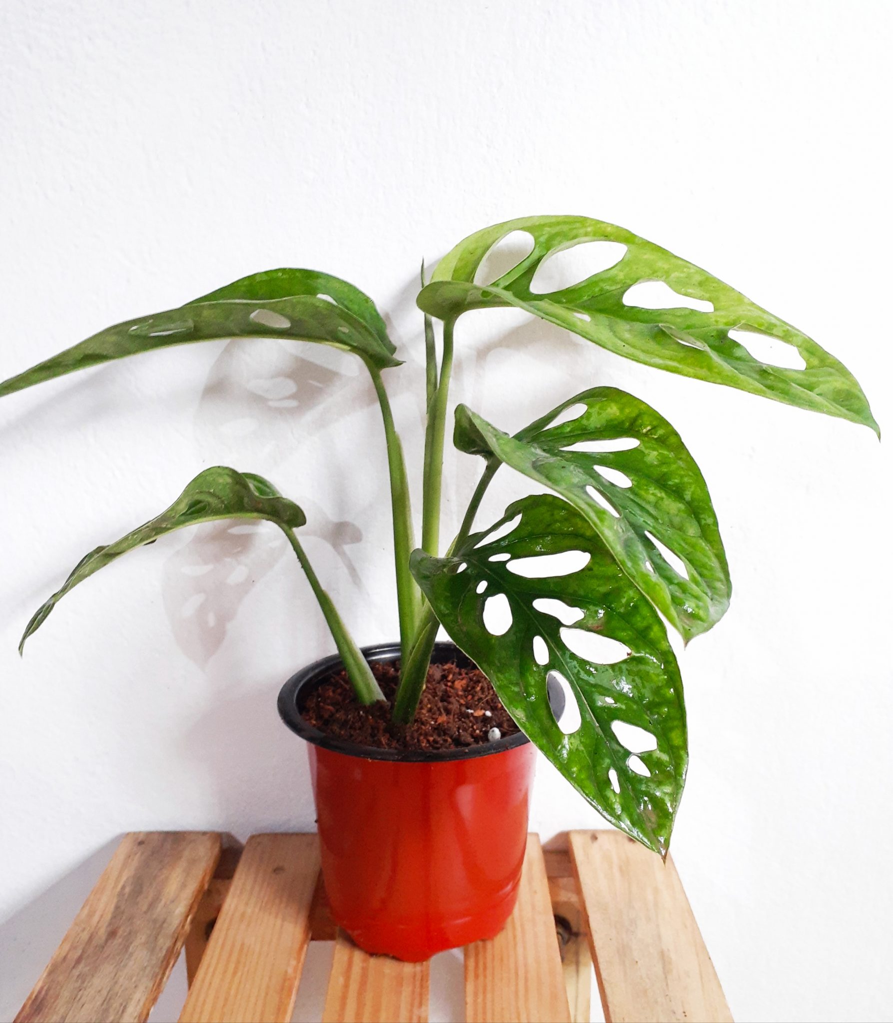 Monstera Broken Heart Plant URBANO.IN Monstera Broken Heart Plant