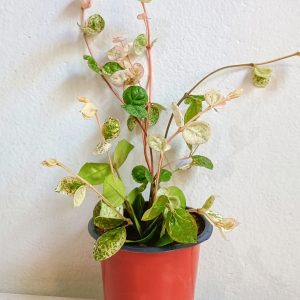 Tricolor-Asiatic-Jasmine-Plant