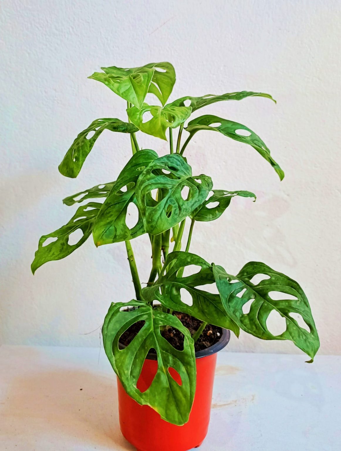 Monstera Broken Heart Plant URBANO.IN Monstera Broken Heart Plant