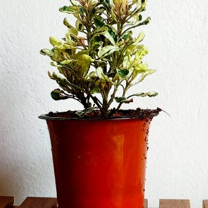 Talinum-paniculatum-Variegatum-plant