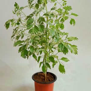 Polyscias-fruticosa-Snowflake-plant