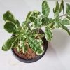 Talinum paniculatum 'Variegatum' plant