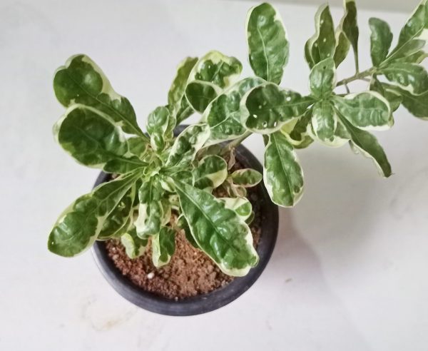 Talinum paniculatum 'Variegatum' plant