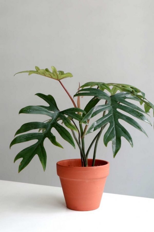 Philodendron-mayoi-plant