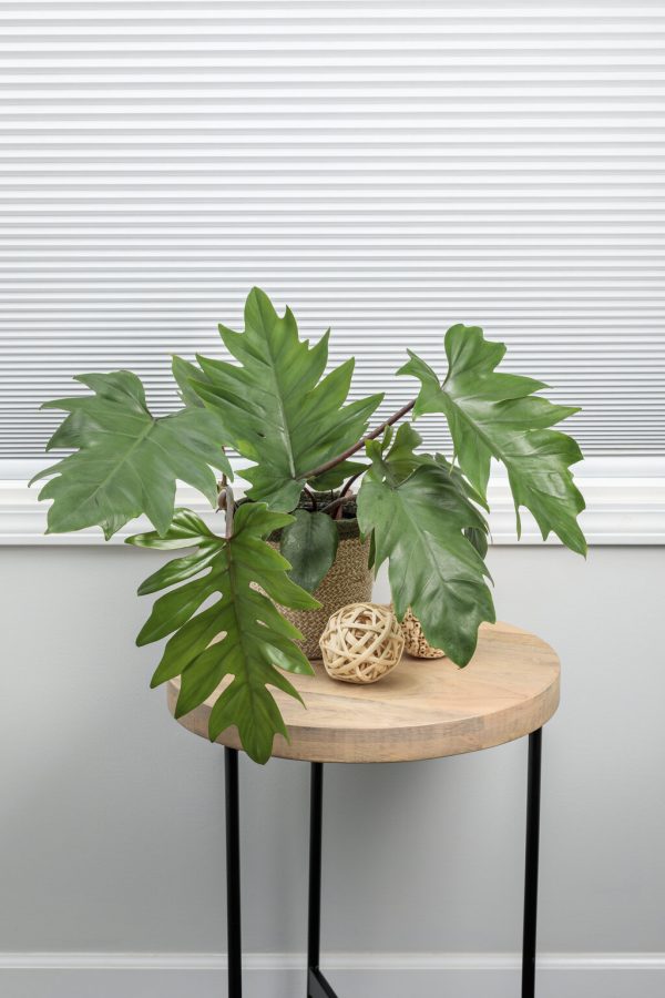 Philodendron-Mayoi-Plant