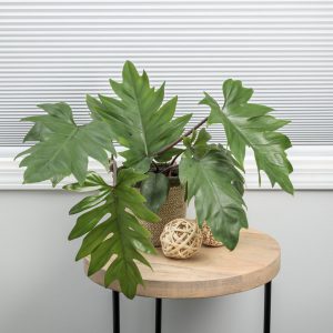 Philodendron Mayoi Plant