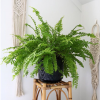 Boston-Fern-Plant