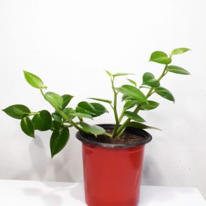 Peperomia-Green-Creeper-Plant