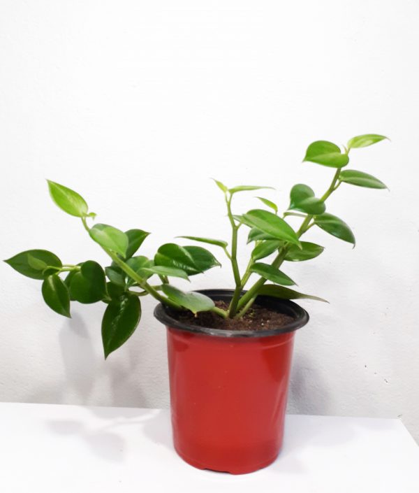 Peperomia-Green-Creeper-Plant