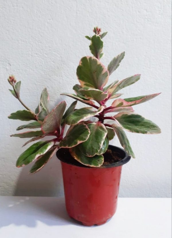 Kalanchoe-Variegated-Tricolor-Plant