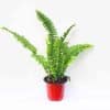 Boston fern