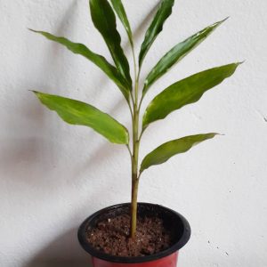 Cardamum-Elachi-Plant