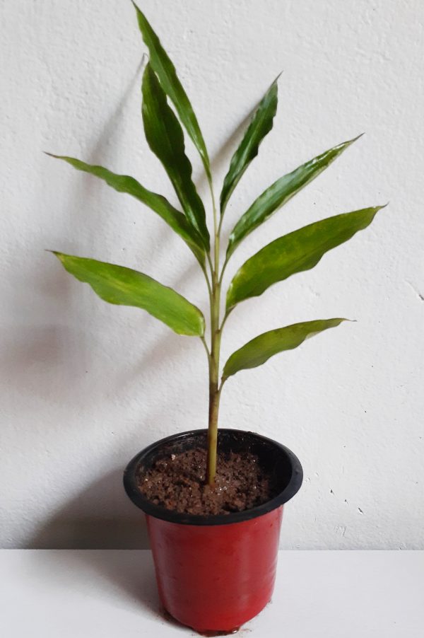 Cardamum-Elachi-Plant