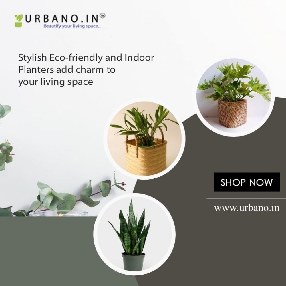 Indoor Fiddle Leaf Fig Plant