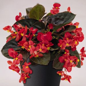 Red-Wax-Begonia-Plant