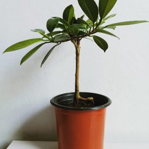 Ficus-Microcarpa-Bonsai-Plant