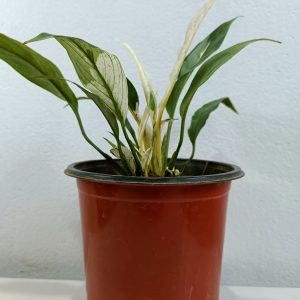 Variegated-Peace-Lily