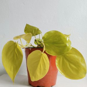 Philodendron-Oxycardium-Golden-Plant