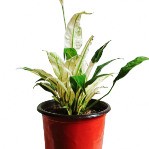 Variegated Peace Lily Plant