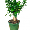 Ficus-Microcarpa-Bonsai-Plant