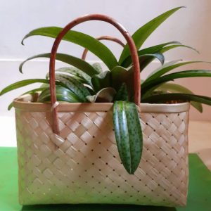 Urbano Plant Carry Bag