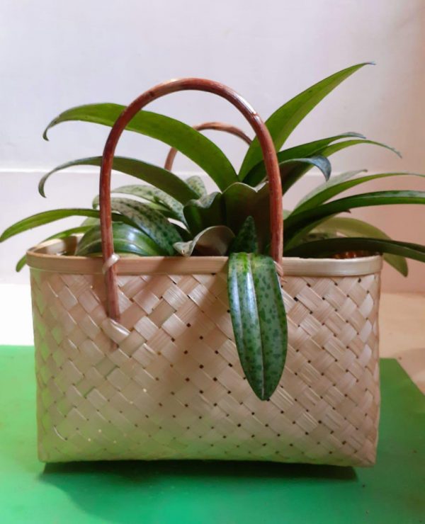 Urbano Plant Carry Bag