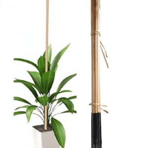 Bamboo Sticks Medium Plant Support Pack of 12