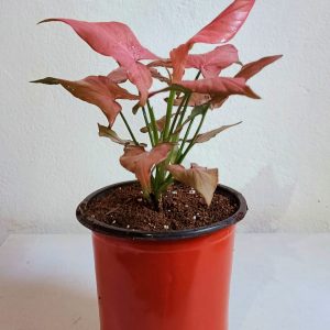 Syngonium-pink-lady