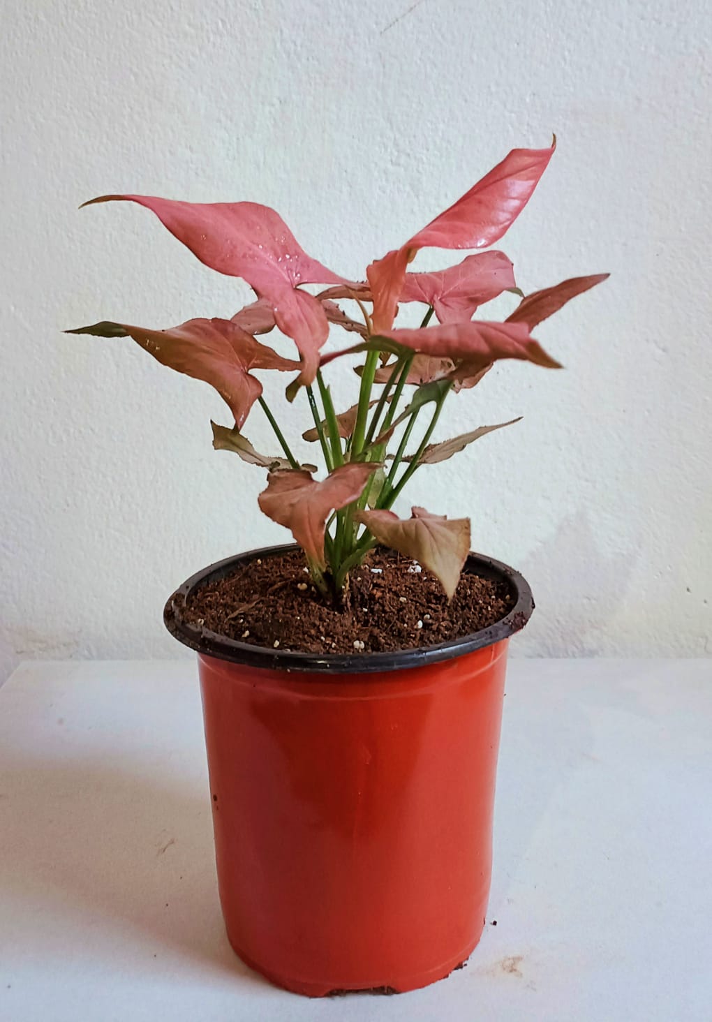 Syngonium pink lady plant URBANO.IN Syngonium pink lady plant