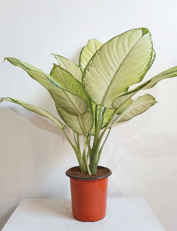 Dieffenbachia-Tropic-Marianne-Plant