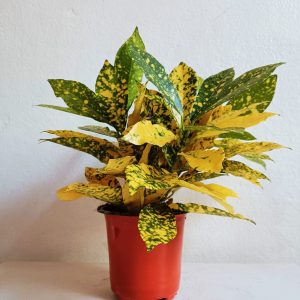 Gold-Star-Croton-Plant