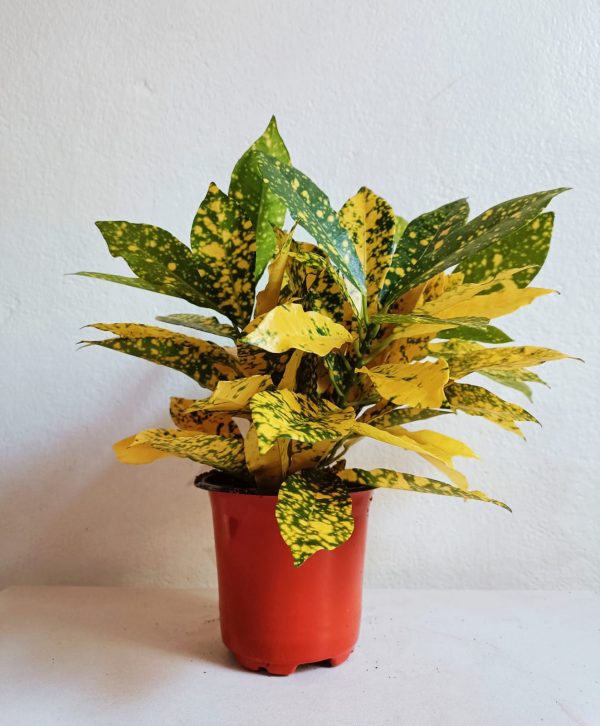 Gold-Star-Croton-Plant