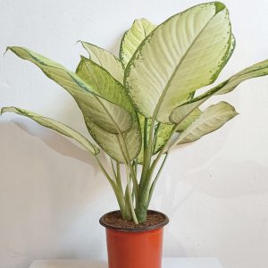 Dieffenbachia Tropic Marianne Plant