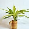 Image of luck Bamboo plants