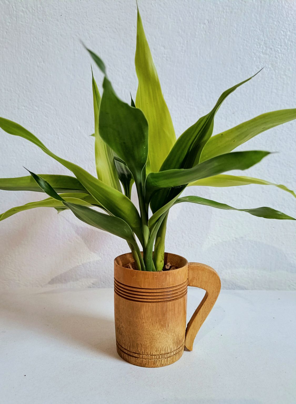 lucky bamboo plants3 Layerof plants with pots