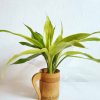 Lucky-Bamboo-Plants-Combo-with-Tabletop-Bamboo-Planter