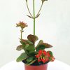 Kalanchoe-Red-Plant