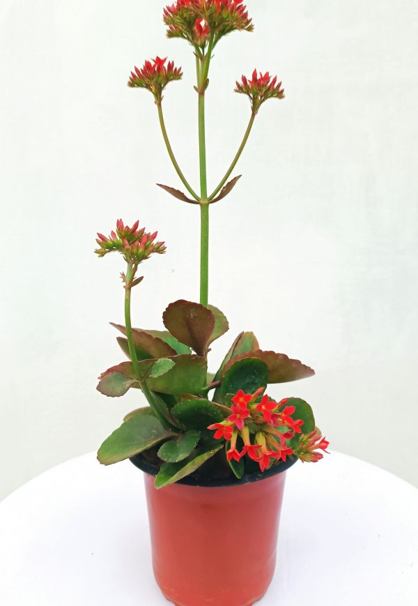 Kalanchoe-Red-Plant