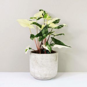 Syngonium-Albo-Variegata-Plant