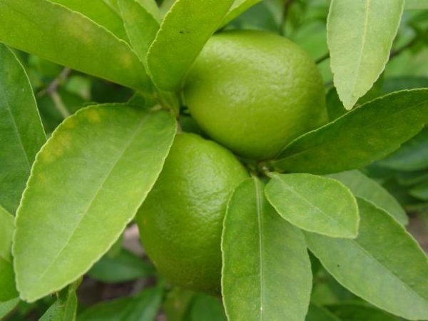 ​Kagzi-Lemon-Plant