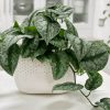 Money-Plant-Satin-Plant