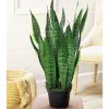 Sansevieria-Green-Snake-plant–XL