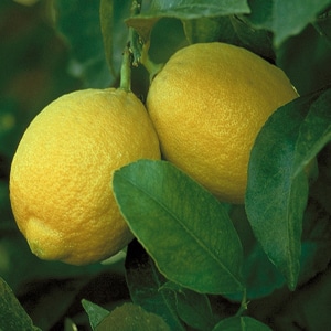 Lisbon Lemon Plant