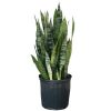 Sansevieria Green Snake plant