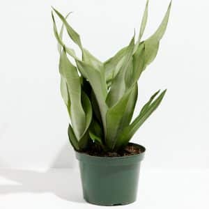 Sansevieria Moonshine Plant