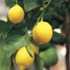 ​Lisbon-Lemon-Plant