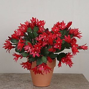 Christmas-Cactus-Plant